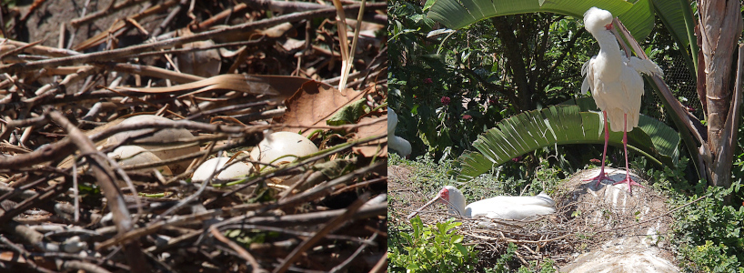 [Two photos spliced together. On the left is a close view of four white eggs amid a very twiggy nest. On the right one spoonbill sits on the the nest on the ground facing away from the other spoonbill standing on a rock beside the nest fluffing its feathers with its bill.]